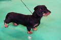 Crufts2010 267